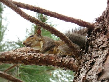 Low angle view of squirrel on tree