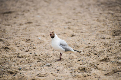 Bird standing on sand at beach