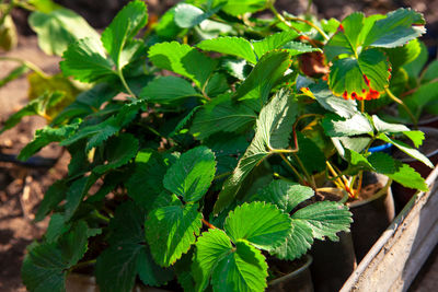 Green strawberry leaves . seedlings for spring garden