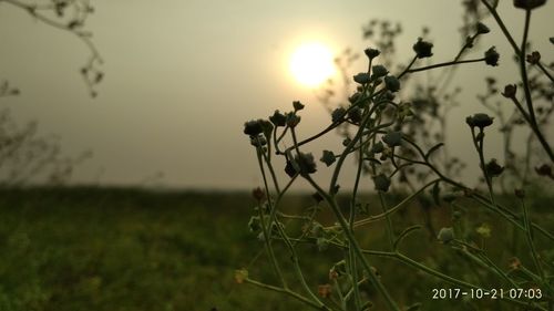 Close-up of plants growing on field against sky during sunset