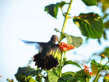 Low angle view of bird perching on tree