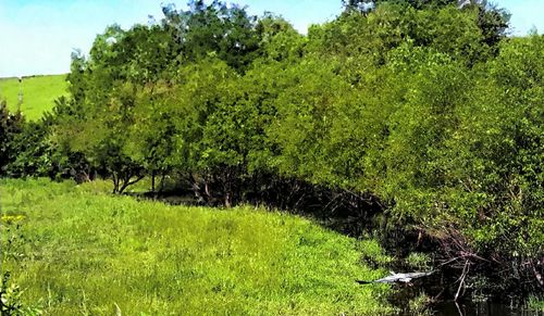 Scenic view of grassy field