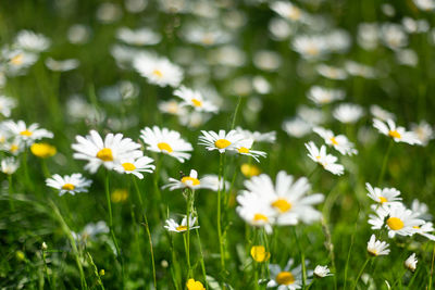 A field with colourful chamomile flowers. spring background. selective focus