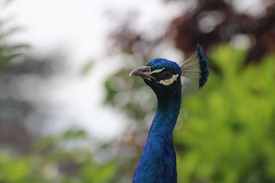 Close-up of peacock