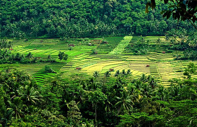 Scenic view of agricultural field