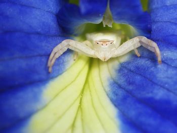 Close-up of insect on blue flower