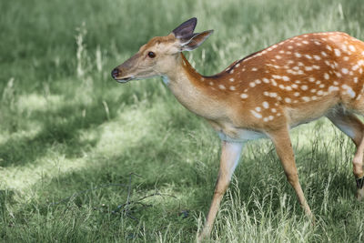 Deer standing on field