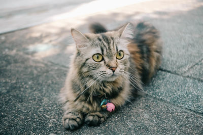 An adorable persian cat laying down on the concrete floor.