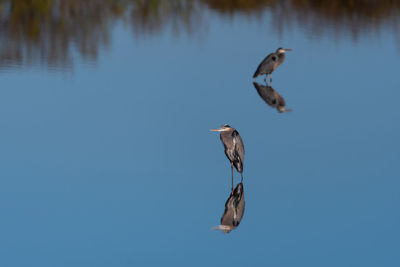 Two great blue herons standing over their reflections in the glassy water of a lake.