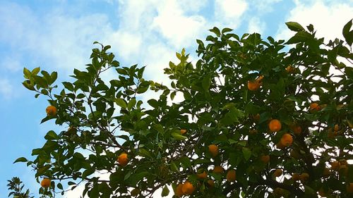 Low angle view of tree against sky