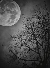 Low angle view of silhouette tree against sky at night