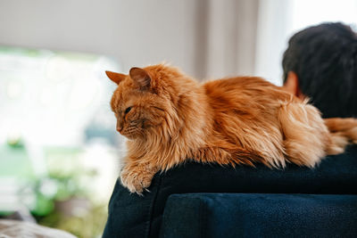 Close-up of cat looking away