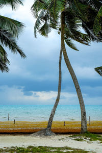 Palm trees on beach against sky