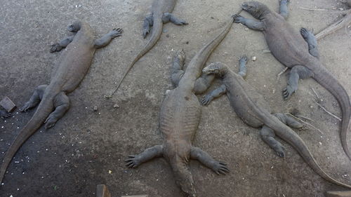 High angle view of komodo dragons at beach