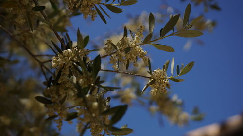 Low angle view of flower tree against sky