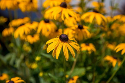 Close-up of yellow flower