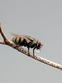 Low angle view of dragonfly perching on cable against clear sky