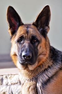 Close-up portrait of a dog