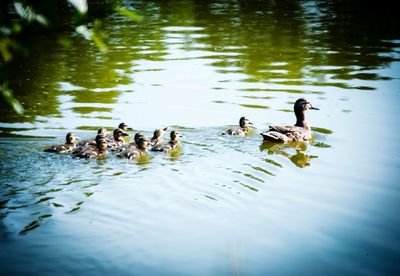 Mallard ducks in water