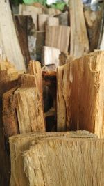 Close-up of wooden logs in forest