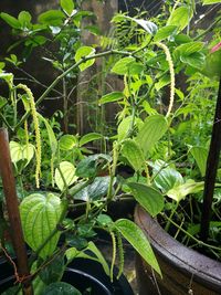 Close-up of potted plant