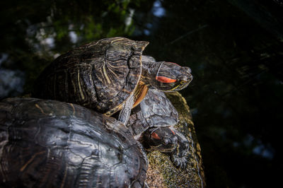 Turtle on a rock