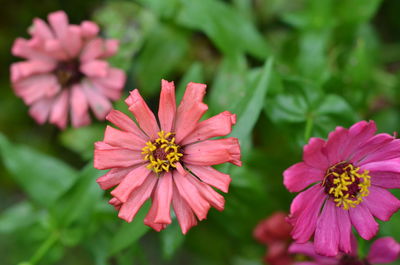 Close-up of pink flowering plants