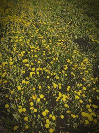 Close-up of yellow flowers