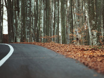 Deer standing on field in forest