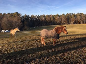 Horses in a field