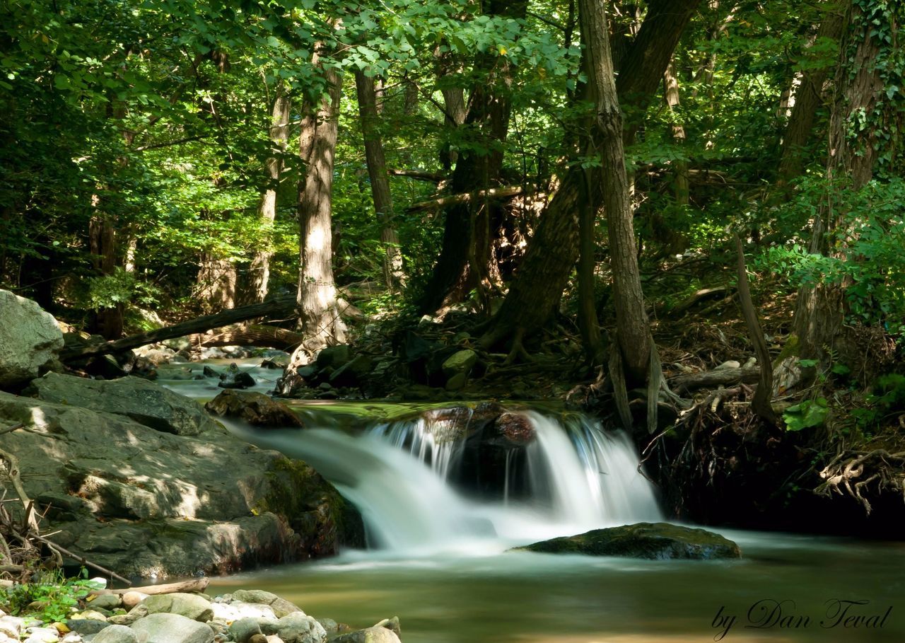 motion, forest, water, waterfall, flowing, flowing water, tree, scenics, long exposure, beauty in nature, blurred motion, tree trunk, nature, stream, tranquil scene, environment, green color, growth, non-urban scene, day, moss, lush foliage, outdoors, power in nature, tranquility, woodland, falling water, no people, natural landmark, green