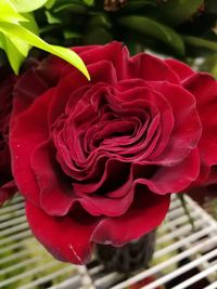 Close-up of red flower