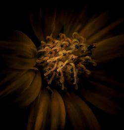 Close-up of flower against blurred background