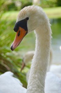 Close-up of swan in lake