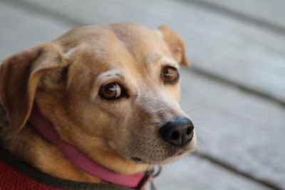 Close-up portrait of dog