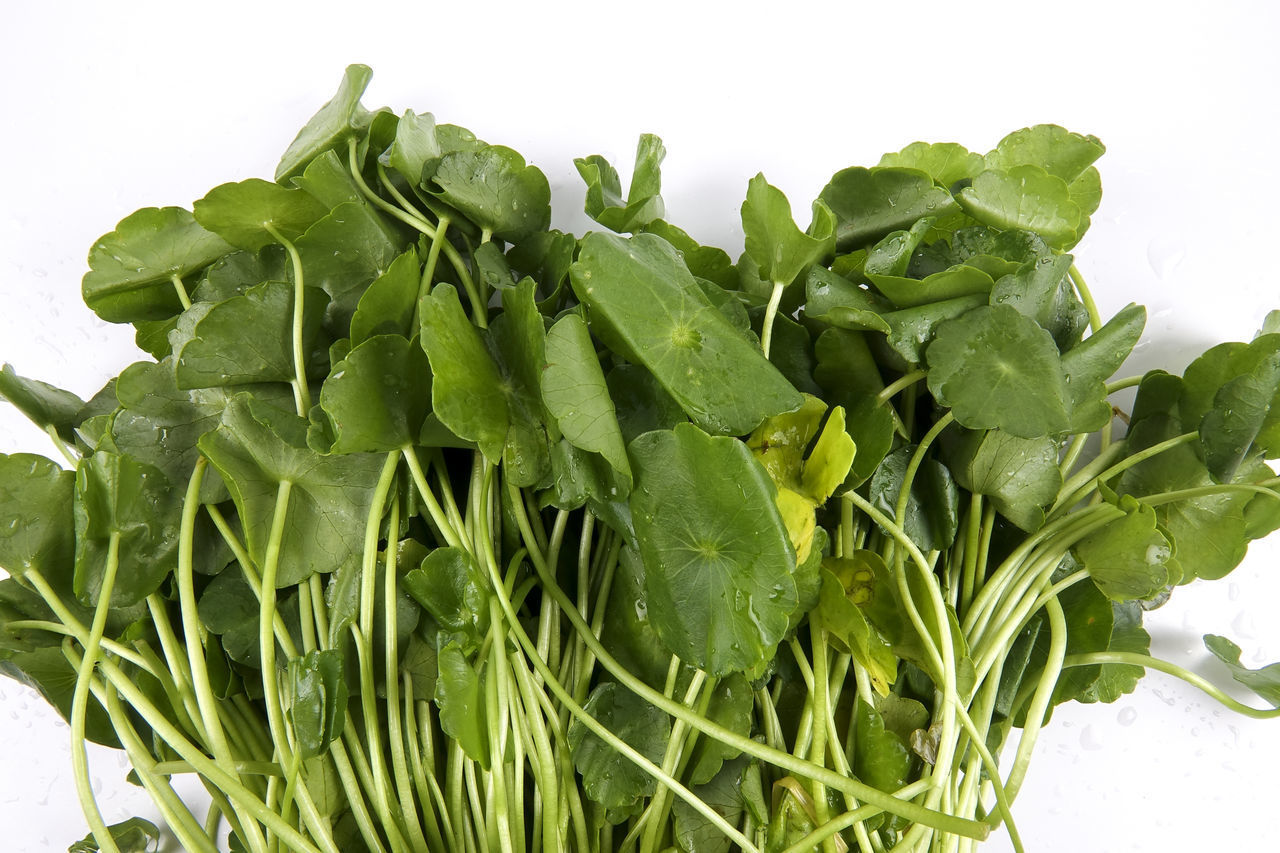 CLOSE-UP OF FRESH GREEN VEGETABLE