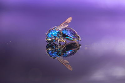 Close-up of fish swimming in sea