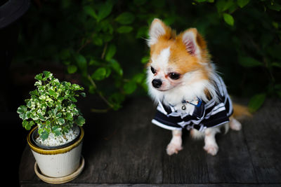 Close-up of a dog looking away