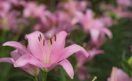 Close-up of pink flowering plant