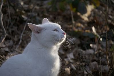 Close-up of a cat looking away