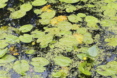 Full frame shot of plants in water