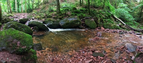 Stream flowing through rocks in forest