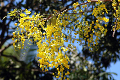 Close-up of yellow flowering plant hanging from tree