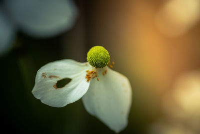 Close-up of white flower buds