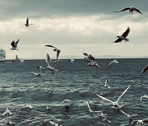 Seagulls flying over sea against sky