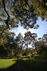 Trees in forest