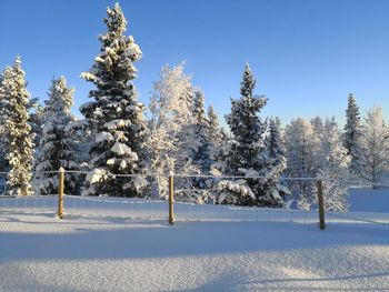 Snow covered trees on landscape against clear sky