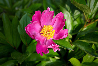 Close-up of pink flower