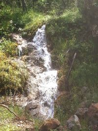 Stream flowing through forest