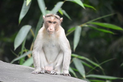 Monkey sitting on tree
